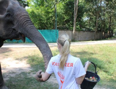 Rehabilitering för asiatiska elefanter i underbara Thailand