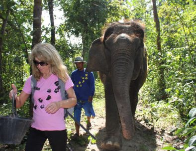 Rehabilitering för asiatiska elefanter i underbara Thailand