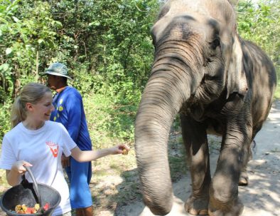 Rehabilitering för asiatiska elefanter i underbara Thailand