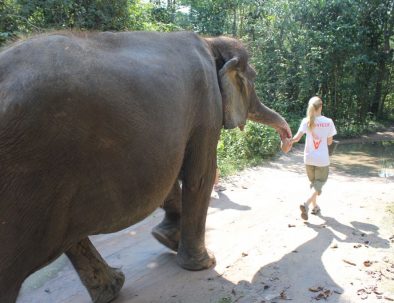 Rehabilitering för asiatiska elefanter i underbara Thailand