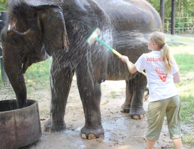 Rehabilitering för asiatiska elefanter i underbara Thailand