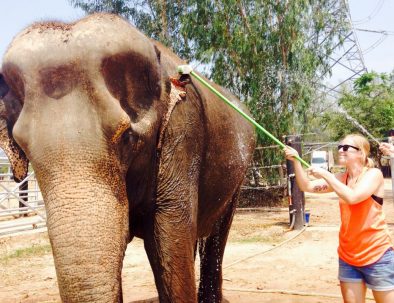 Rehabilitering för asiatiska elefanter i underbara Thailand