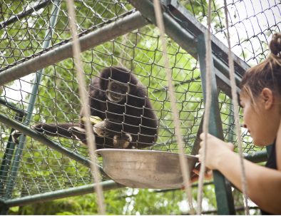 Räddningscenter vilda djur i underbara Thailand