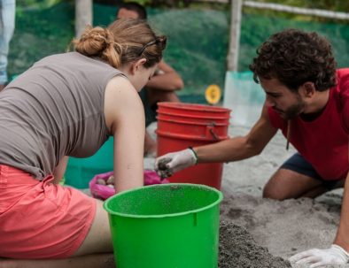 Havssköldpaddor i vackra Costa Rica