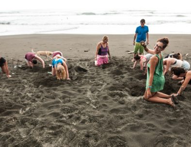 Havssköldpaddor i vackra Costa Rica