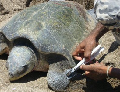 Havssköldpaddor i vackra Costa Rica