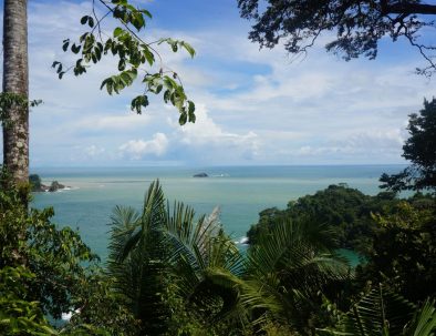 Havssköldpaddor i vackra Costa Rica