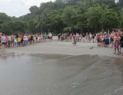 Havssköldpaddor i vackra Costa Rica