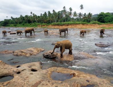 Undervisning och omsorg i Colombo på vackra Sri Lanka