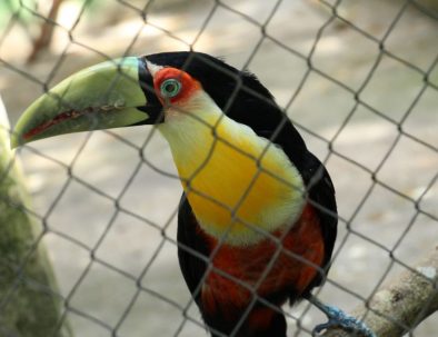 Djurräddningscenter i Florianópolis för vilda djur i Brasilien
