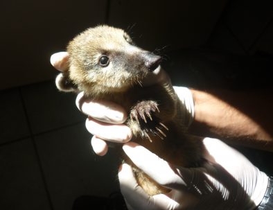 Djurräddningscenter i Florianópolis för vilda djur i Brasilien