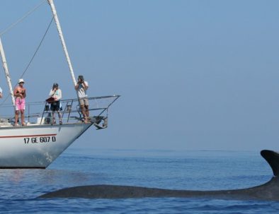 Delfin-och valexpedition med marin forskning i Sanremo i Italien