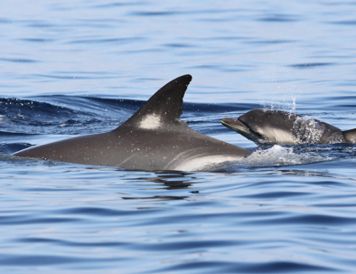 Delfinexpedition och marin forskning i Medelhavet