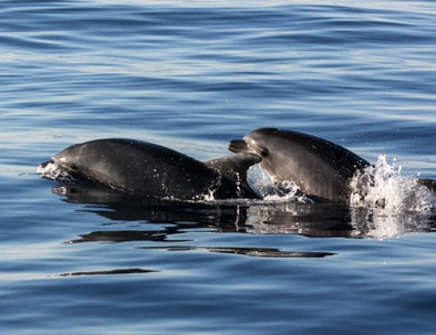 Delfinexpedition och marin forskning i Medelhavet