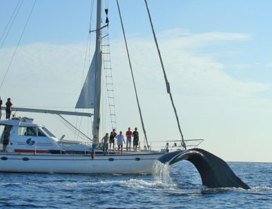 Delfin-och valexpedition med marin forskning i Sanremo i Italien