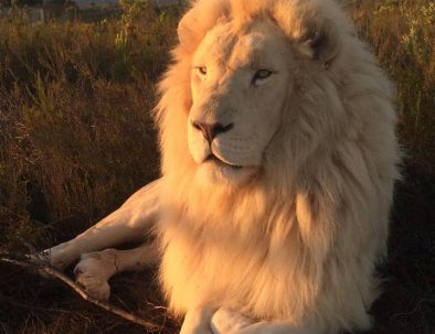 Stora kattdjur på hållbart naturreservat