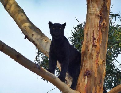 Stora kattdjur på hållbart naturreservat