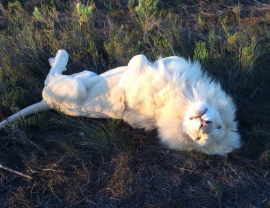 Stora kattdjur på hållbart naturreservat