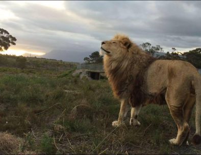 Stora kattdjur på hållbart naturreservat