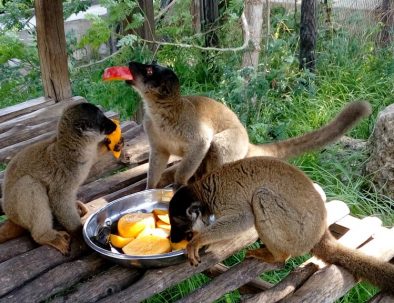 Djur, natur och samhällsprojekt i härliga Madagaskar