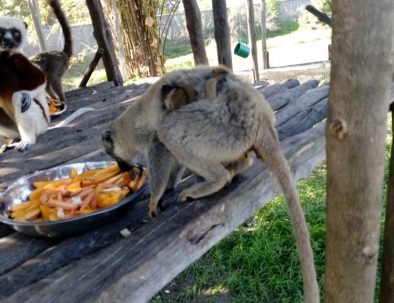 Djur, natur och samhällsprojekt i härliga Madagaskar