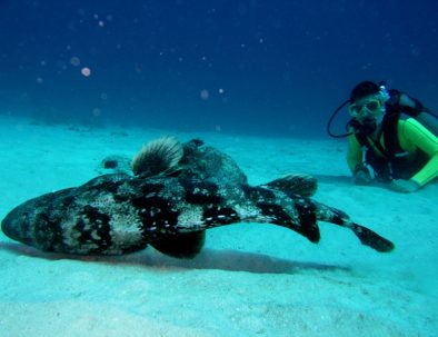 Djur, natur och samhällsprojekt i härliga Madagaskar