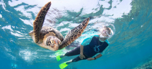 CAIRNS TURTLE REHABILITATION CENTRE