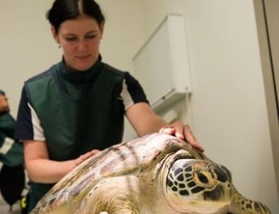Rehabiliteringscenter för havssköldpaddor på Stora Barriärrevet