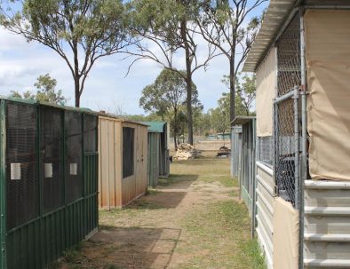 Räddningscenter för vallaby Räddningscenter för vallaby känguru, vombat och andra inhemska djur, vombat och andra inhemska djur