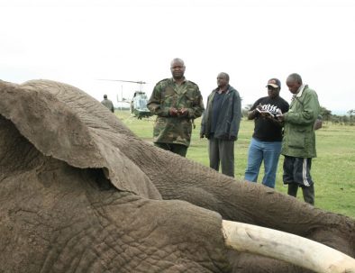 Naturreservat med noshörningar i östra Afrika