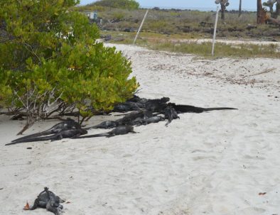 Djur- och naturbevarande på Galapagos