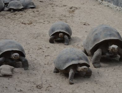 Djur- och naturbevarande på Galapagos