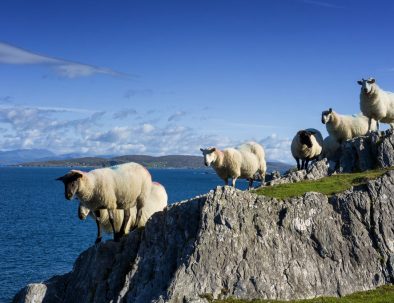 Hållbarhets- och samhällsprojekt i Cork på Irland