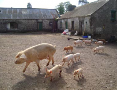 Hållbarhets- och samhällsprojekt i Cork på Irland