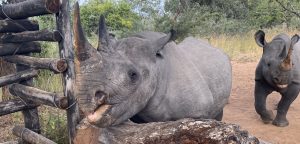 Rhinos in Zimbabwe