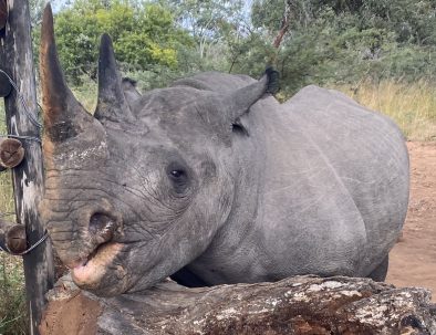 Rhinos in Zimbabwe