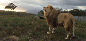 Stora kattdjur på hållbart naturreservat