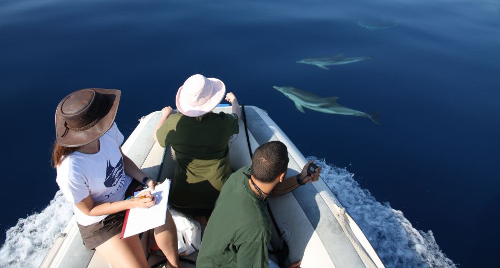 Delfinexpedition och marin forskning i Medelhavet