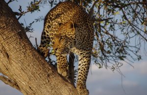 Naturreservat med jaguarer