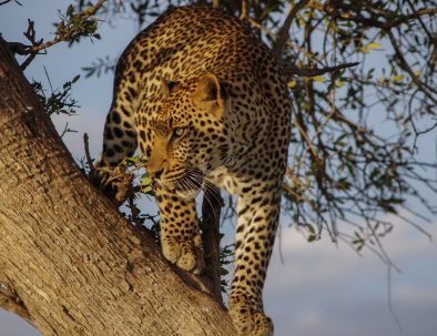 Naturreservat med jaguarer