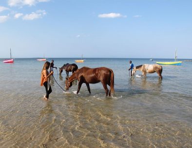 Räddningscenter för hästar med hästsafari i Moçambique