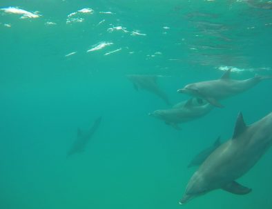 Dykäventyr för forskning i Sodwana Bay i Sydafrika